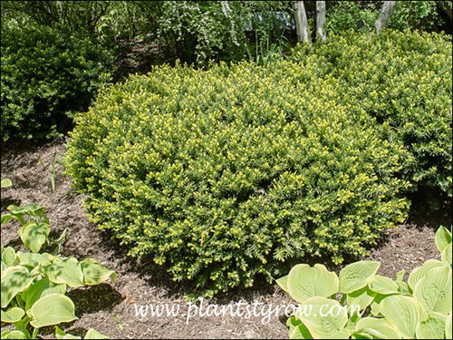 One of the more readily available cultivars of Yew.